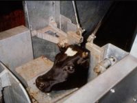 Of Meat and the Megamachine